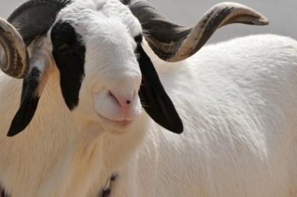 Tabaski : Des voleurs de bétail (dont deux femmes) bradent des moutons entre 10 000 et 4000 fcfa